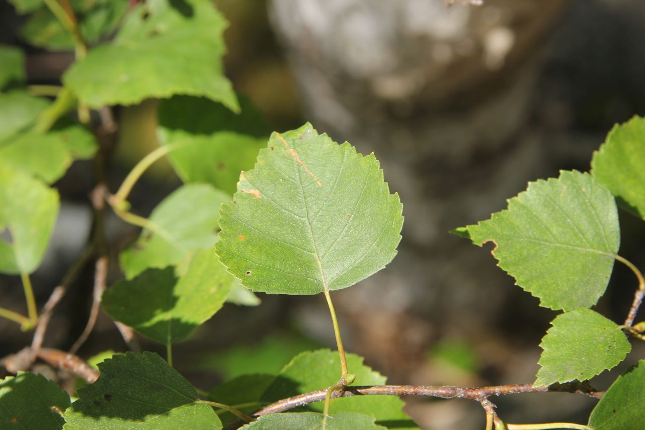 Image of genus Betula specimen.