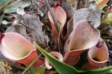 род Heliamphora. Листья (ловчие кувшинчики). Венесуэла, национальный парк \"Канайма\", тепуи Рорайма. 03.02.2007.