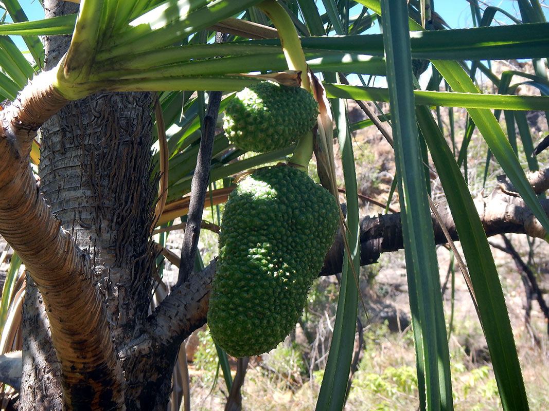 Изображение особи род Pandanus.