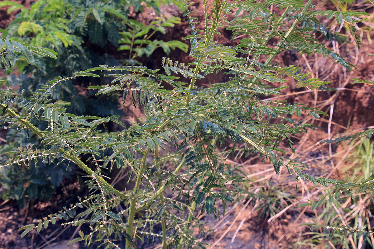 Изображение особи семейство Fabaceae.