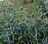 Eryngium campestre