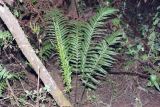 class Polypodiopsida. Вегетирующее растение. Танзания, обл. Килиманджаро, \"Mount Kilimanjaro National Park\". 12.02.1997.
