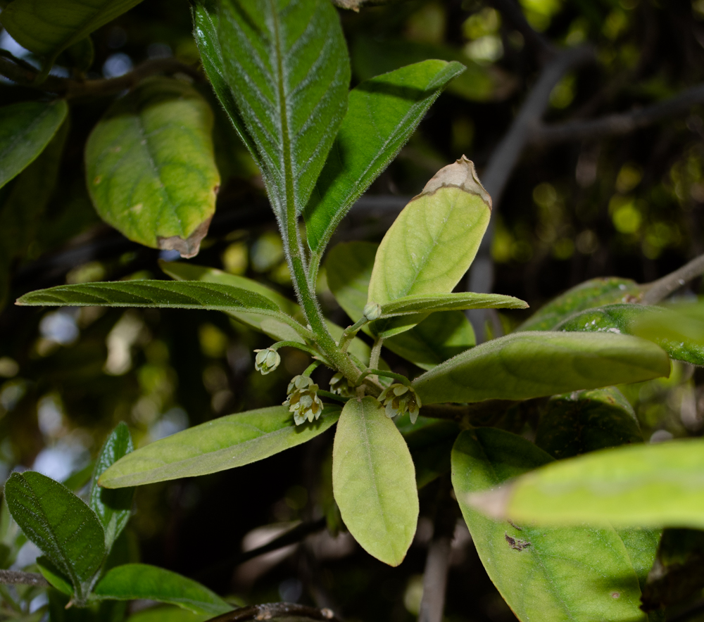 Image of Kiggelaria africana specimen.