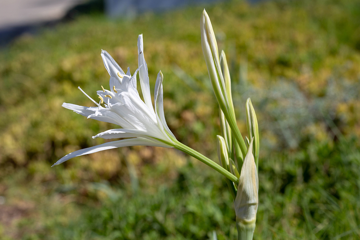 Изображение особи Pancratium maritimum.