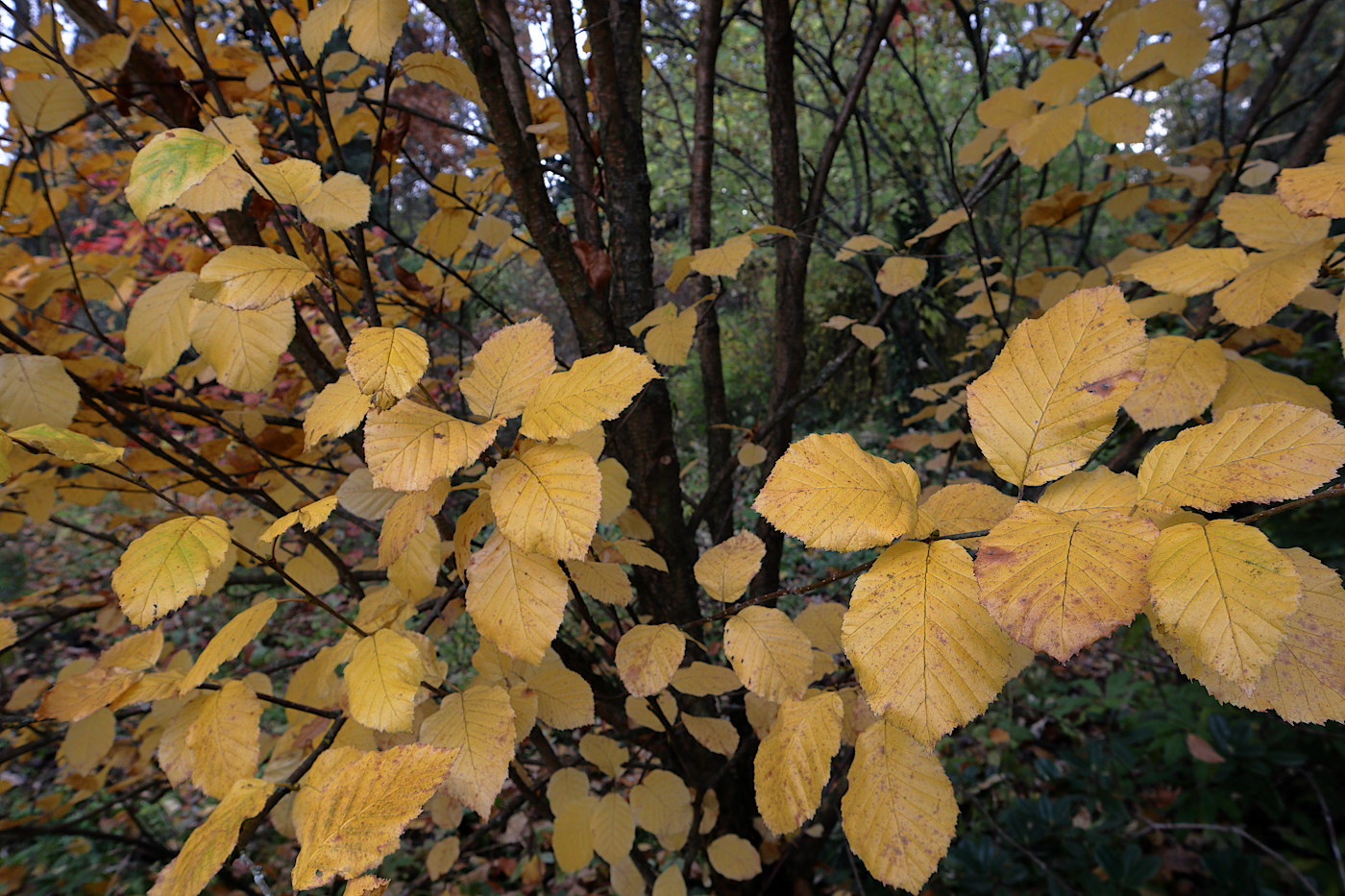 Изображение особи Betula medwediewii.