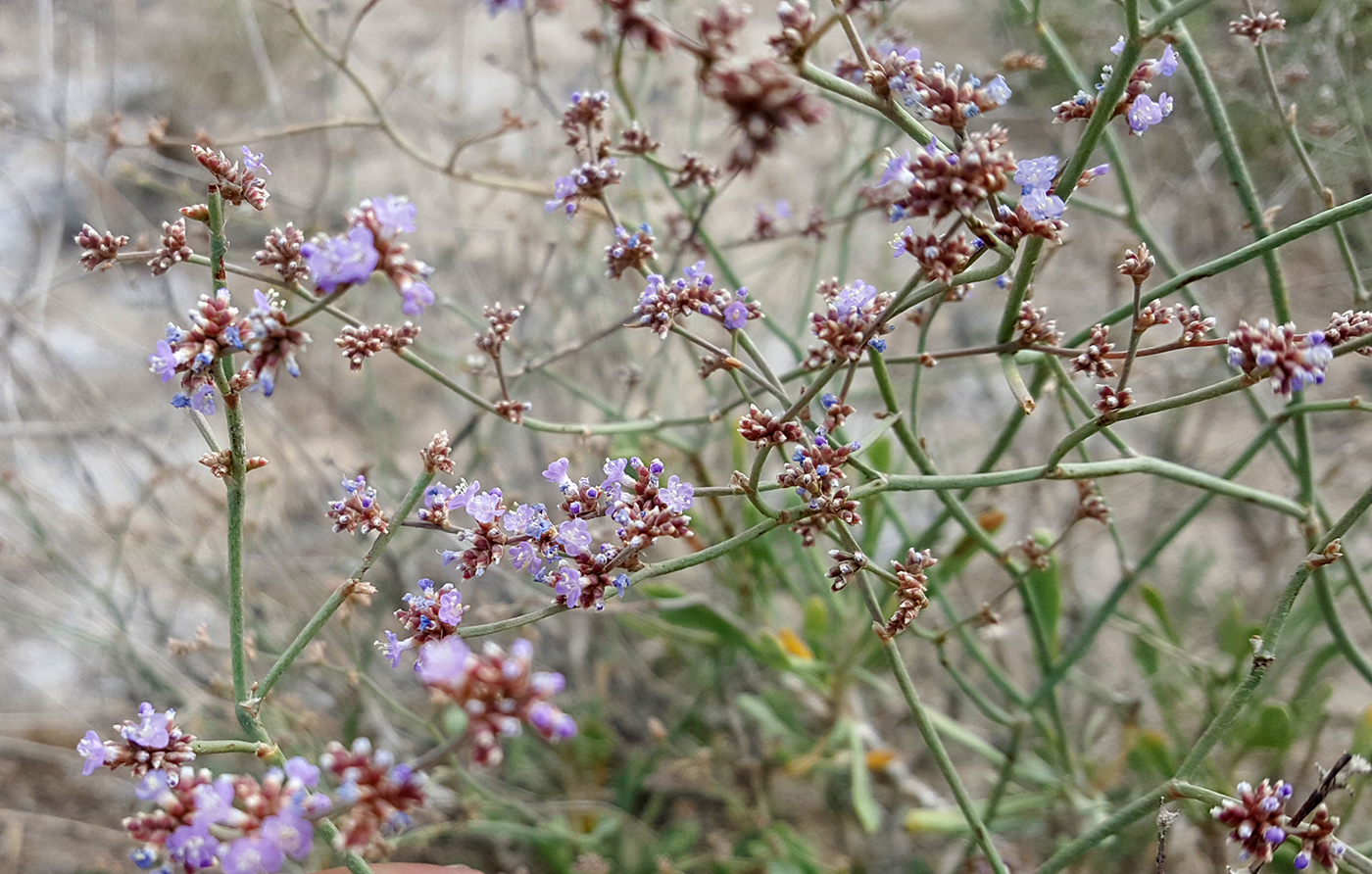 Изображение особи Limonium suffruticosum.