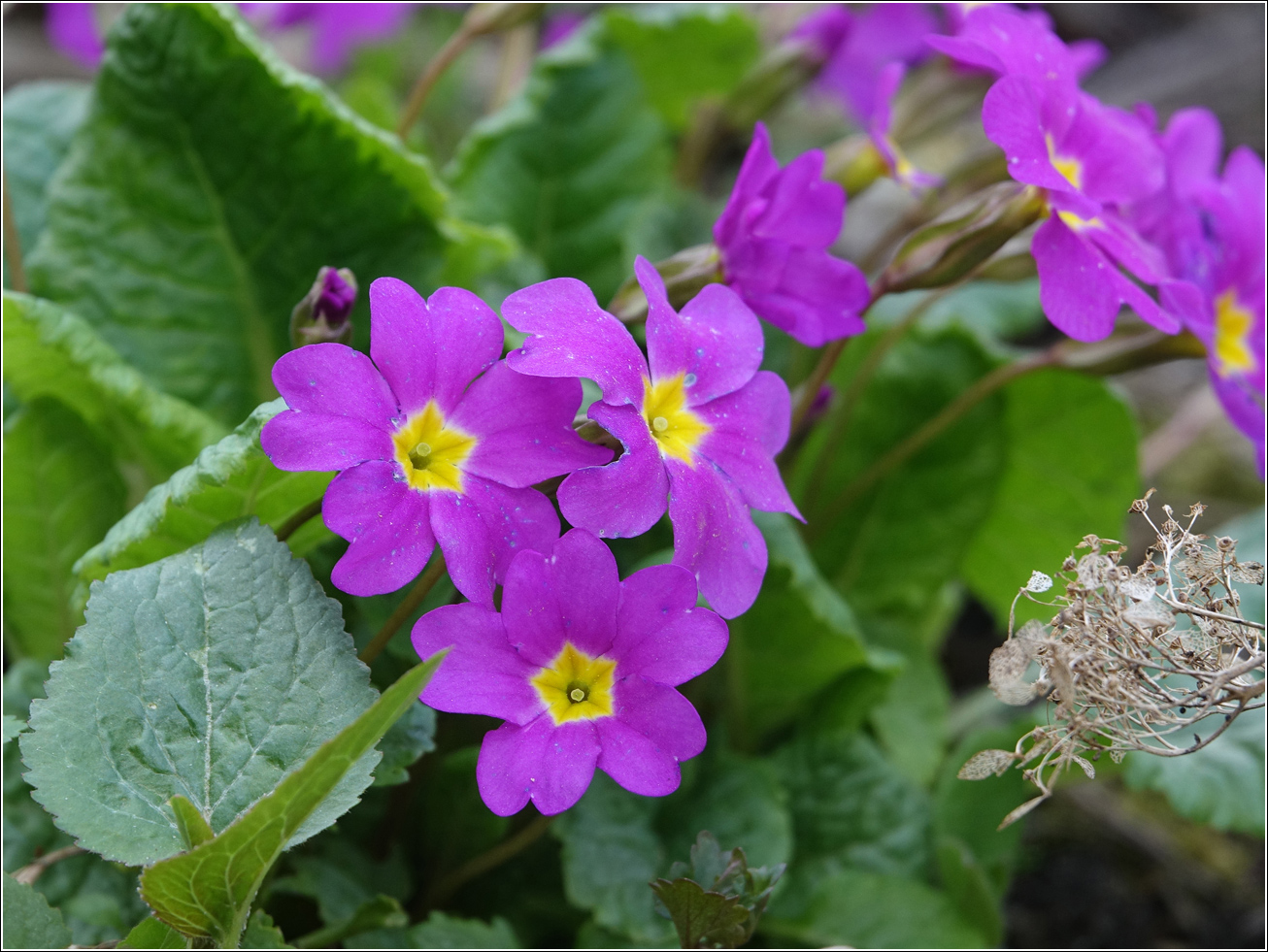 Изображение особи Primula vulgaris.