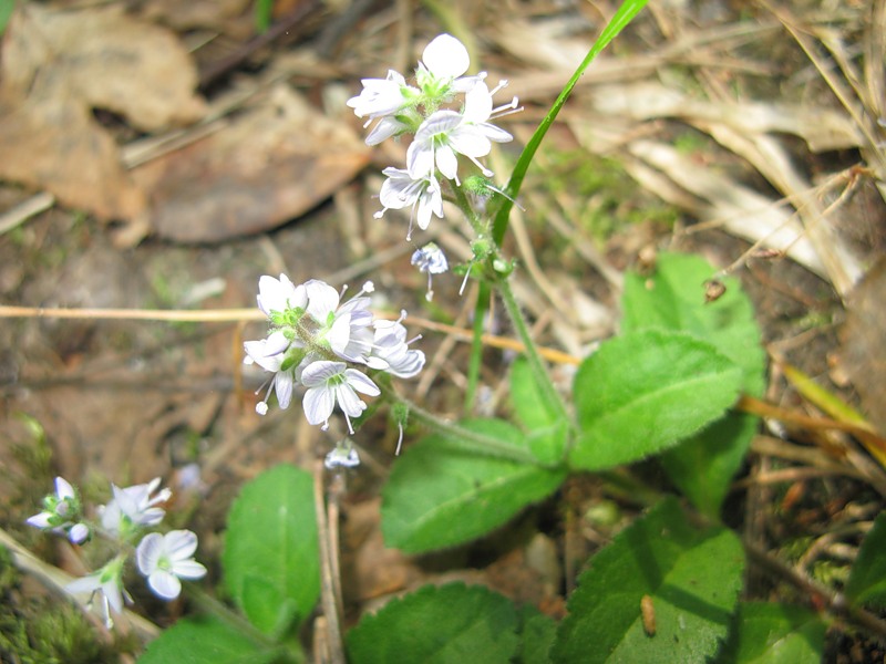 Image of Veronica officinalis specimen.