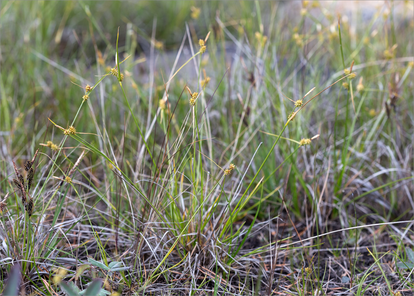 Изображение особи Carex flava.