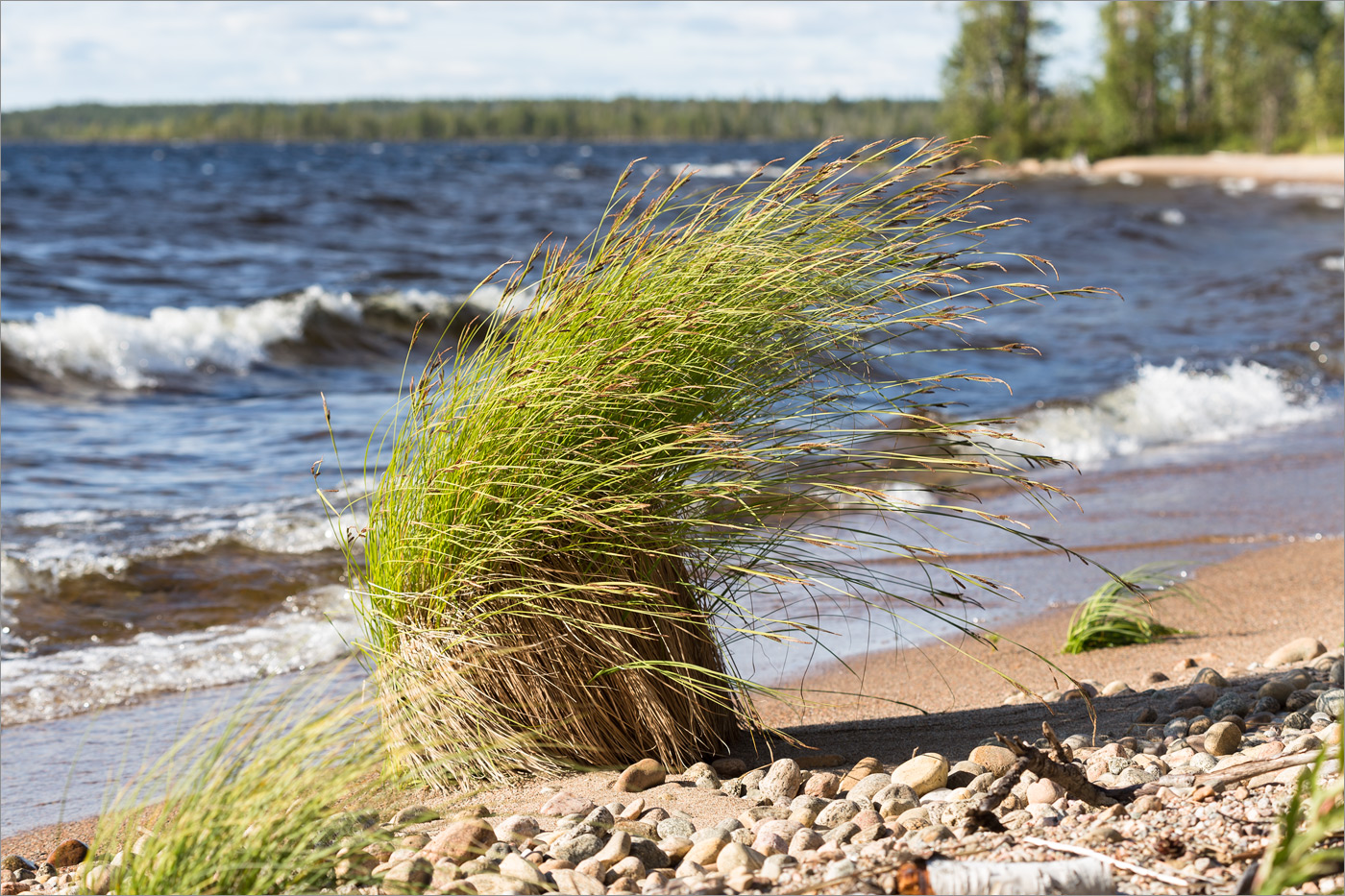 Изображение особи род Carex.