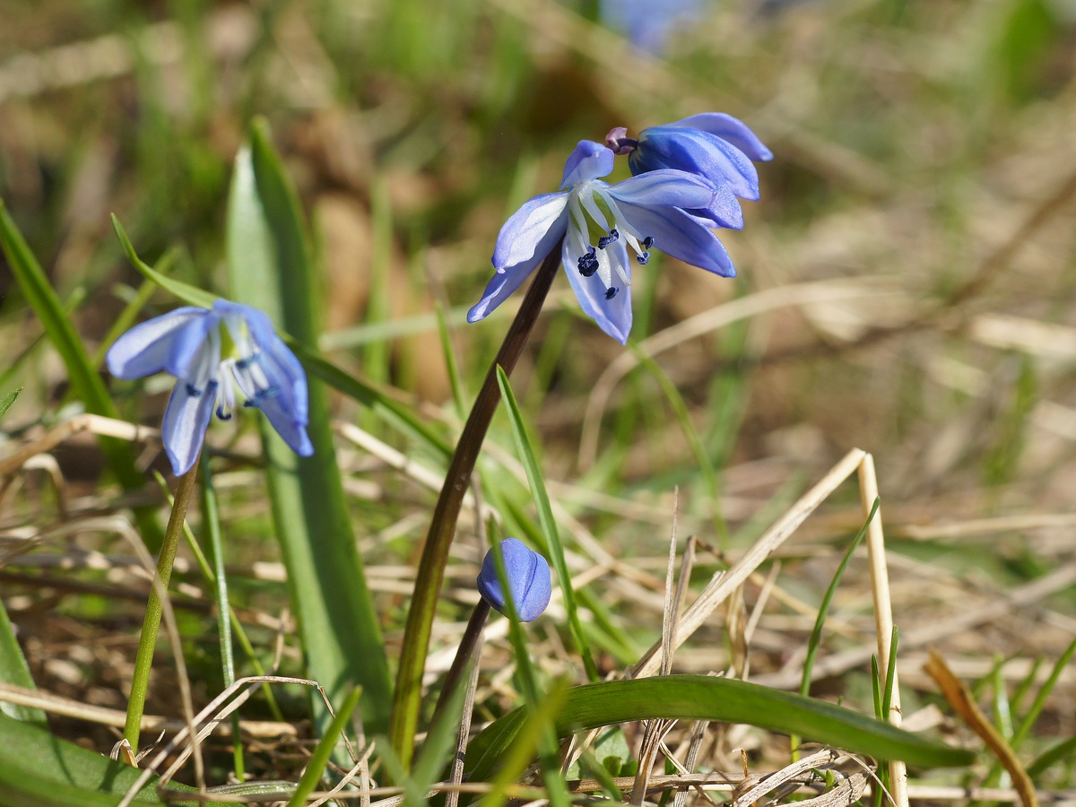 Изображение особи Scilla siberica.