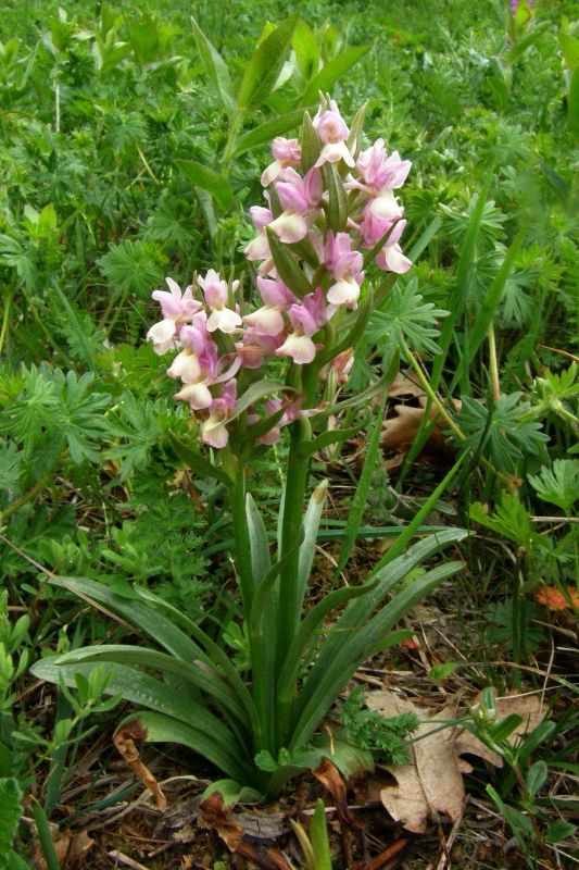 Изображение особи Dactylorhiza romana.