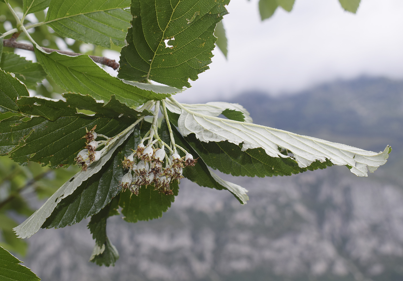 Image of Sorbus aria specimen.