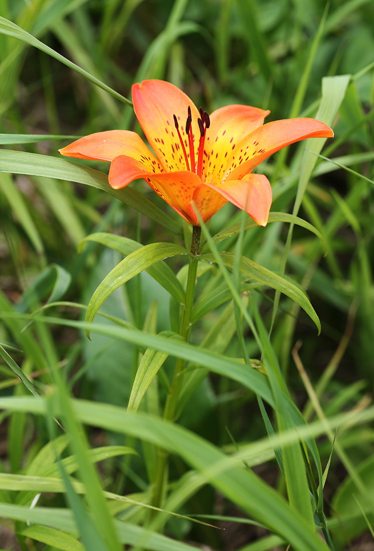 Image of Lilium pensylvanicum specimen.