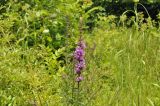 Lythrum salicaria. Верхушка цветущего растения. Приморский край, Шкотовский р-н, окр. пос. Подъяпольск, переувлажненный приморской луг у подножия сопки. 07.07.2023.