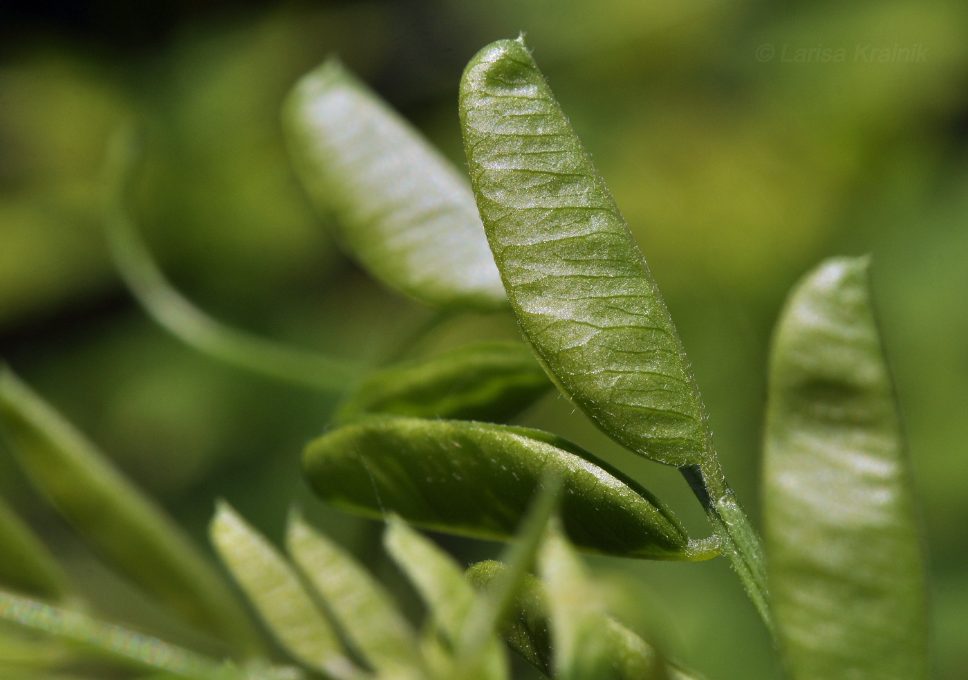 Изображение особи Vicia amurensis.