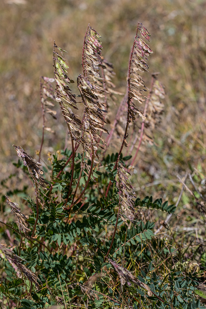 Image of Hedysarum caucasicum specimen.