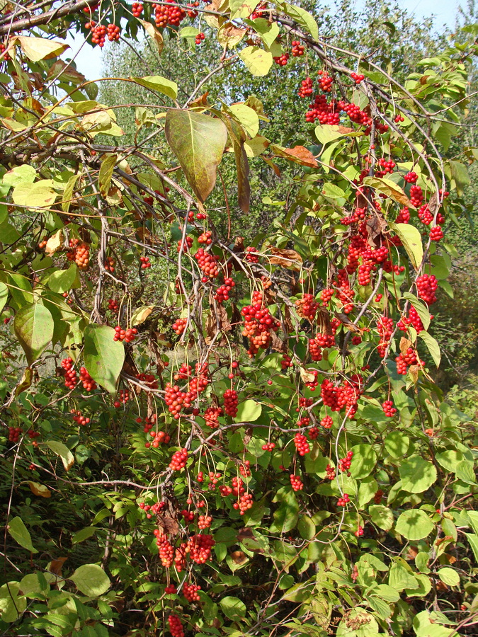 Image of Schisandra chinensis specimen.