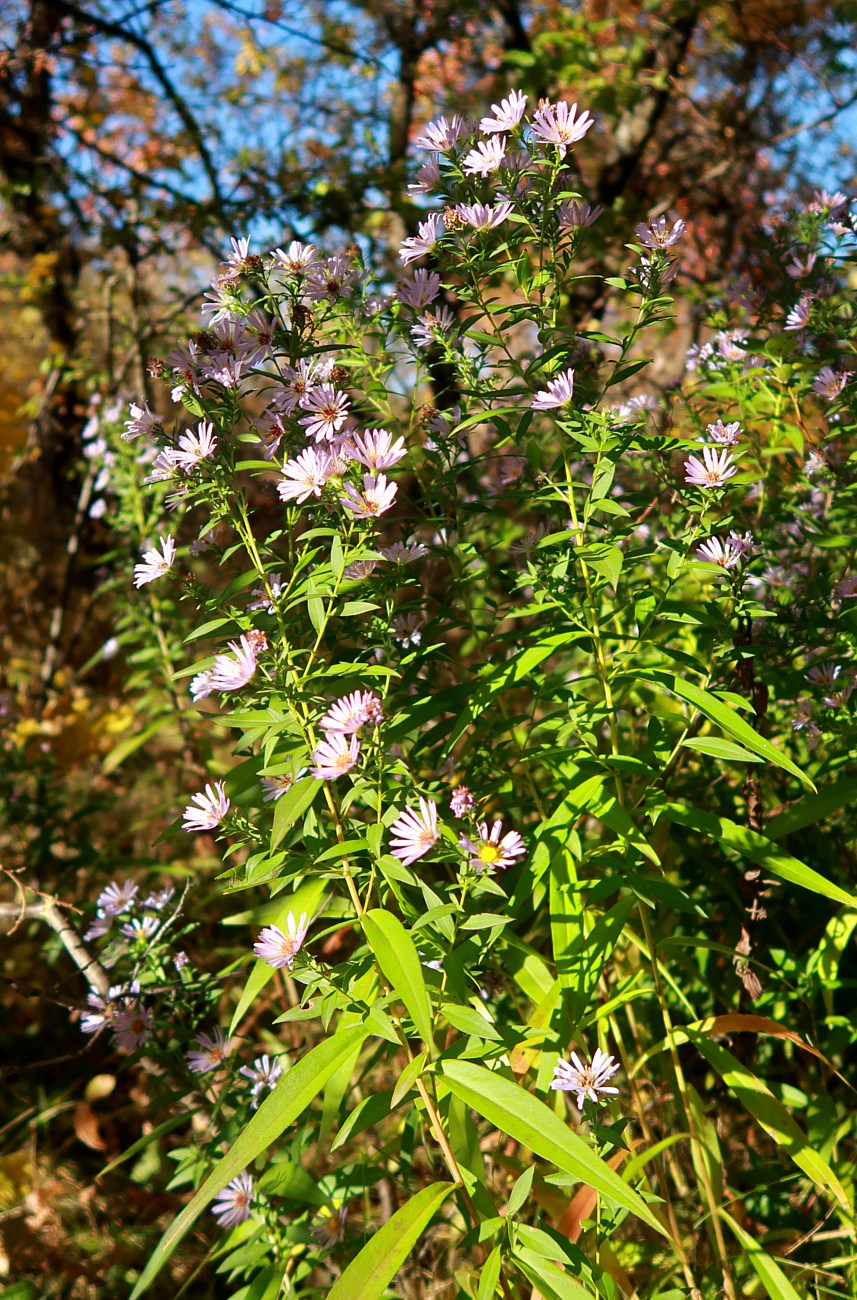 Изображение особи Symphyotrichum &times; salignum.