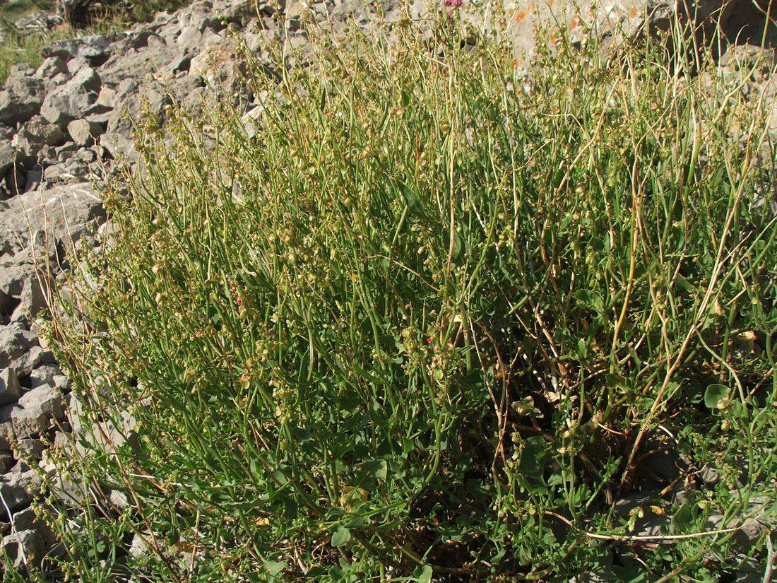 Image of Rumex hastifolius specimen.