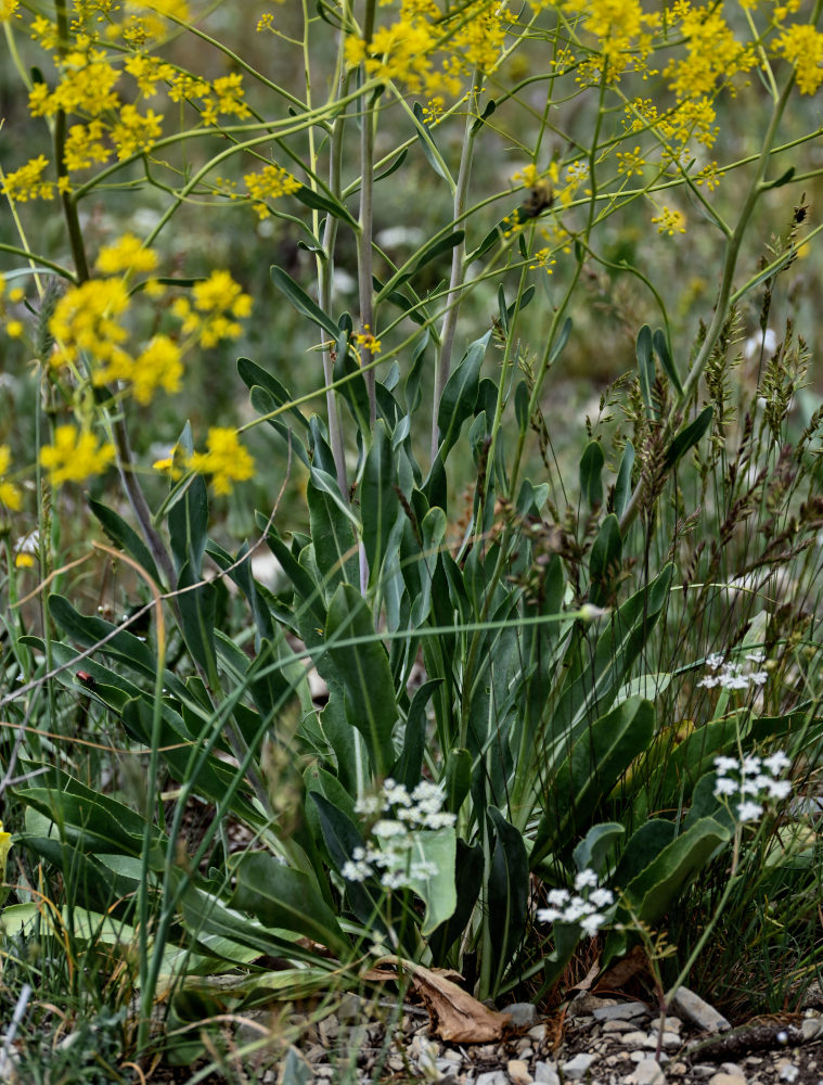 Image of genus Isatis specimen.