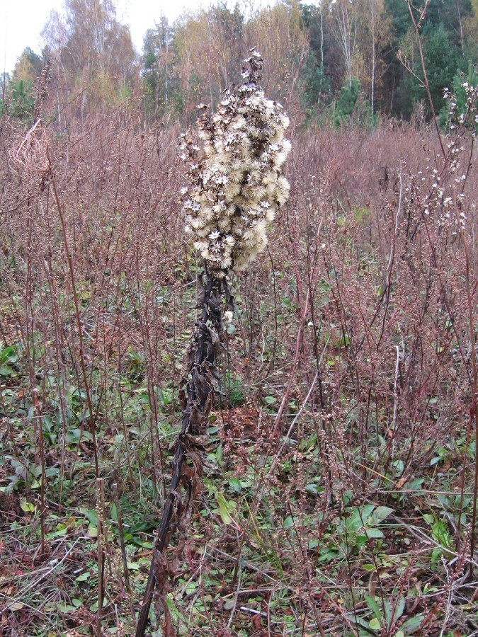 Image of Solidago virgaurea specimen.