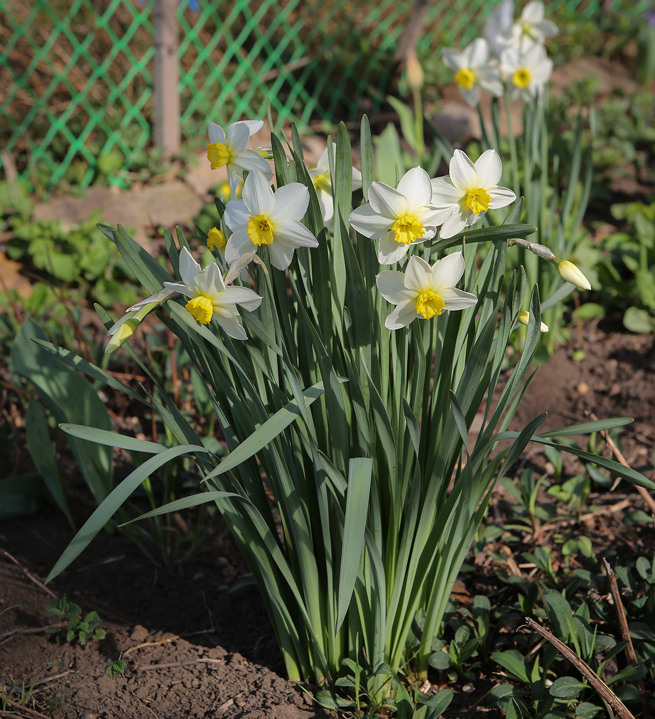 Image of Narcissus poeticus specimen.