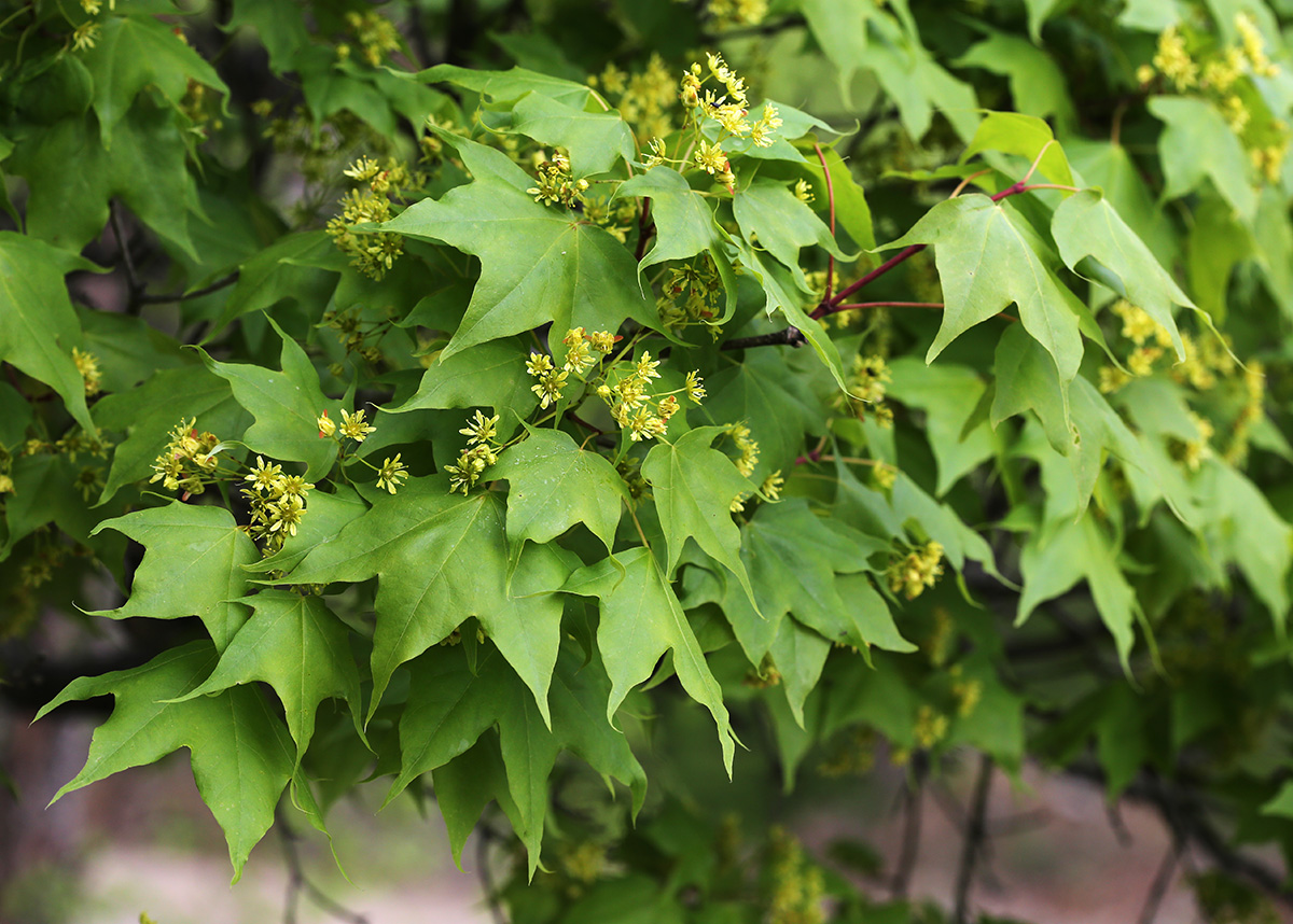 Image of Acer mono specimen.