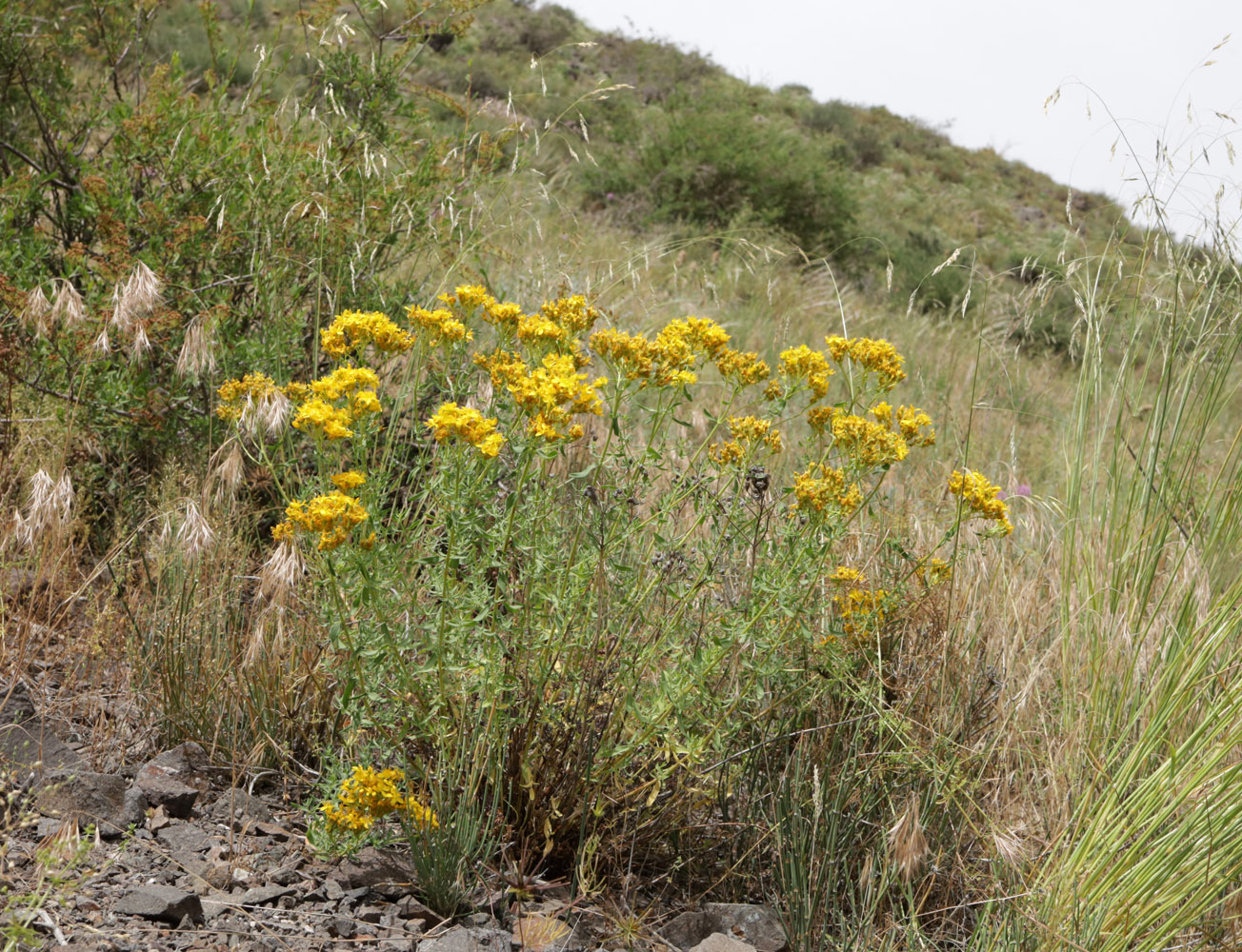 Image of Hypericum scabrum specimen.