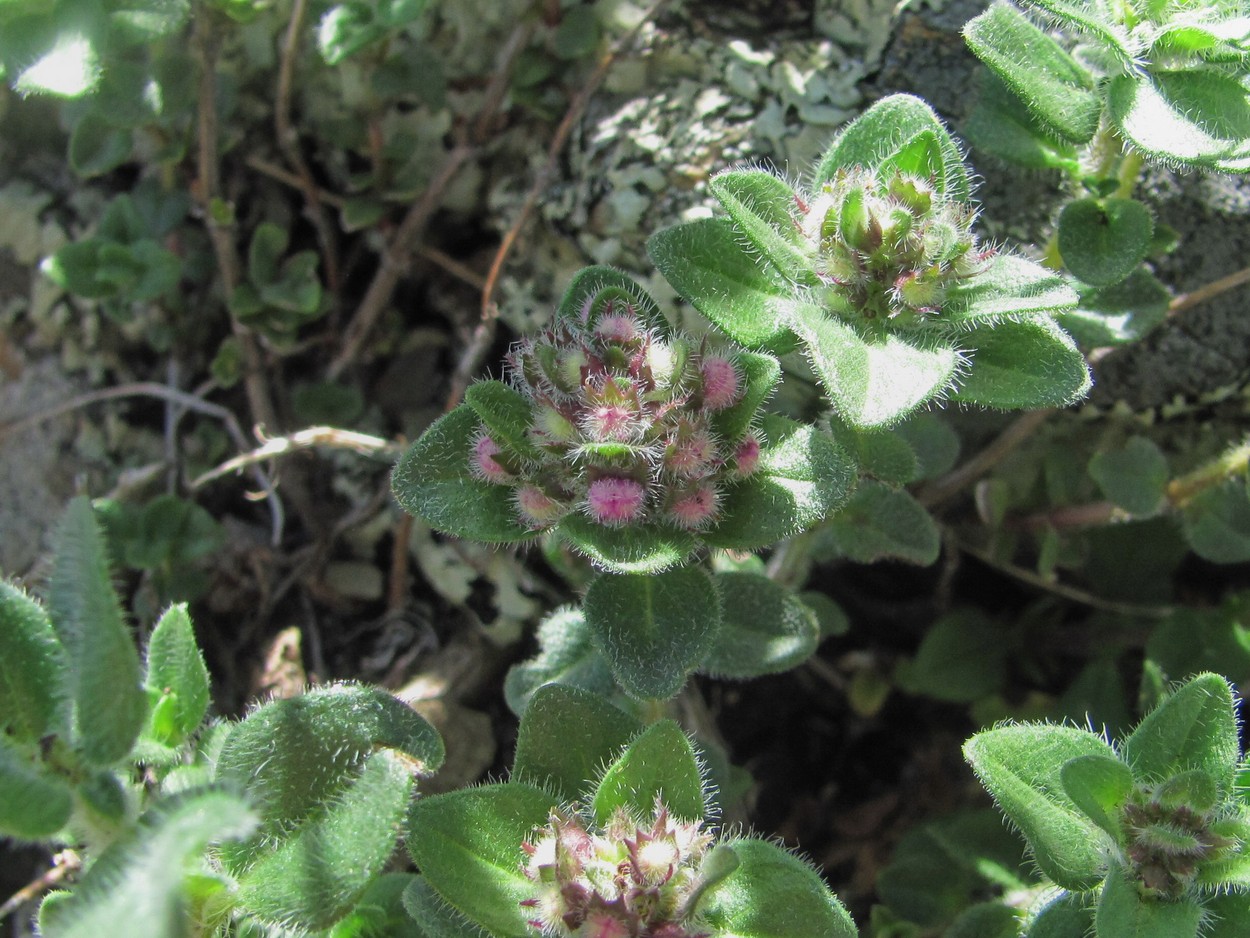 Image of genus Thymus specimen.