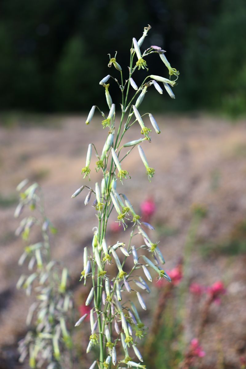 Изображение особи Silene chlorantha.