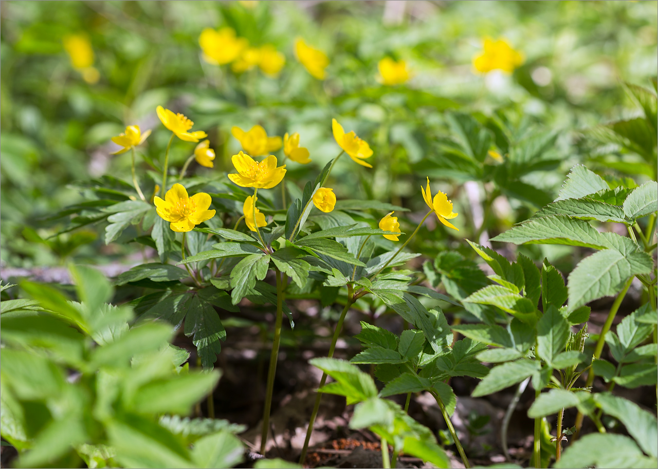 Изображение особи Anemone ranunculoides.