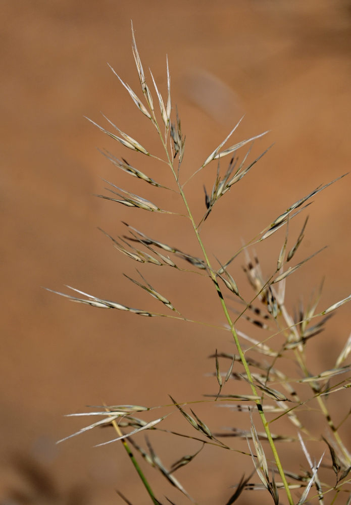 Изображение особи семейство Poaceae.