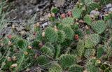 genus Opuntia