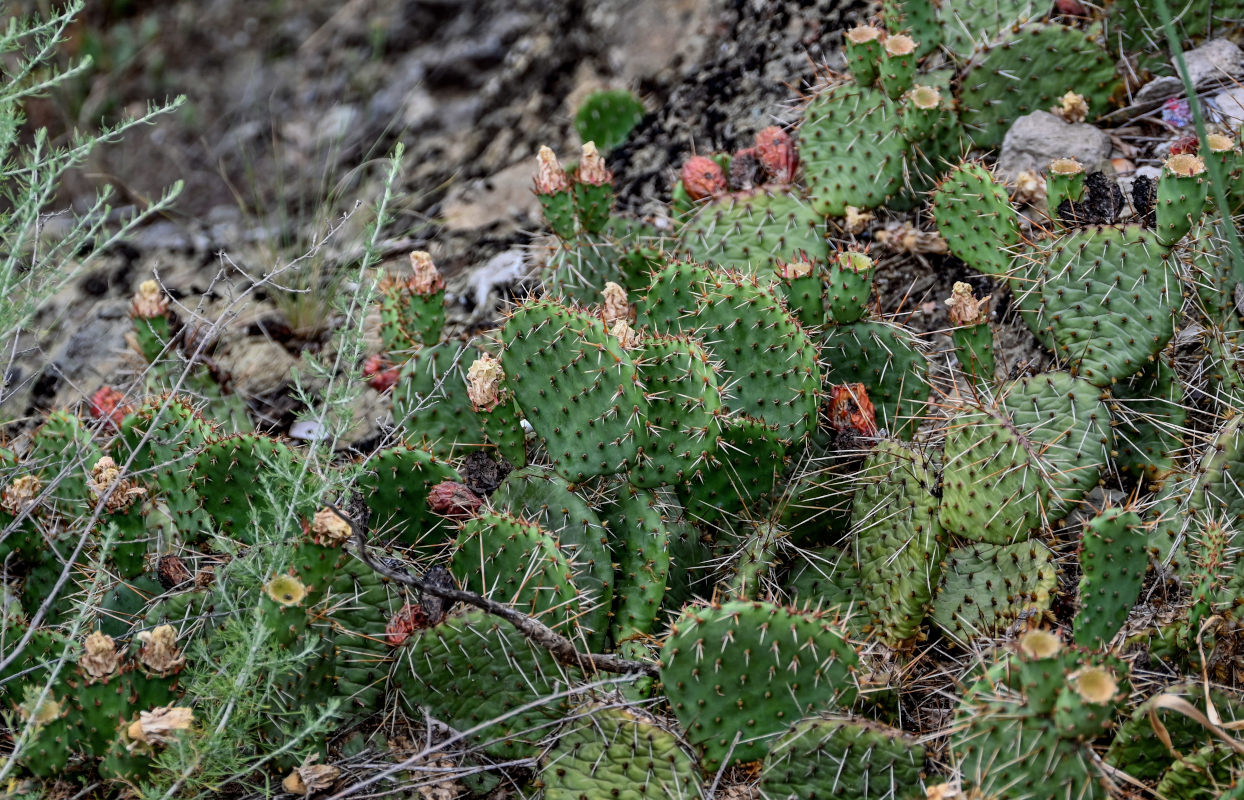 Изображение особи род Opuntia.