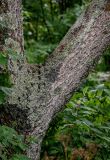 Phellodendron sachalinense. Часть ствола, поросшего лишайниками. Сахалин, Холмский гор. округ, окр. мыса Слепиковского, опушка смешанного леса. 26.08.2023.