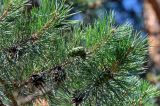 Pinus sylvestris. Часть ветви с шишками разной степени зрелости. Ярославская обл., г. Ярославль, устье р. Которосль, в парке. 02.07.2024.