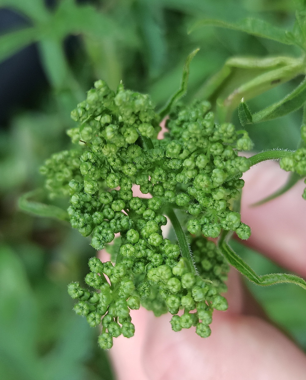 Изображение особи Heracleum sibiricum.