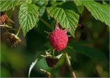 Rubus idaeus