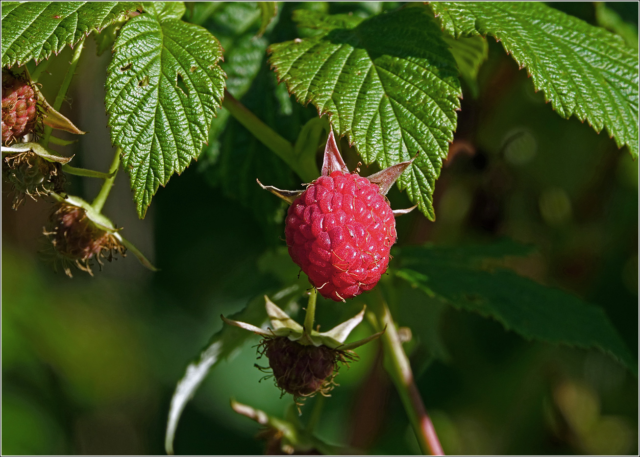 Image of Rubus idaeus specimen.