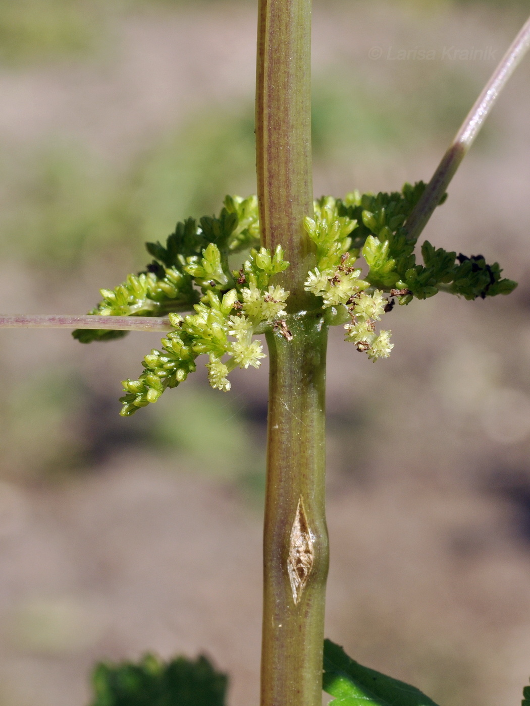 Image of Pilea mongolica specimen.