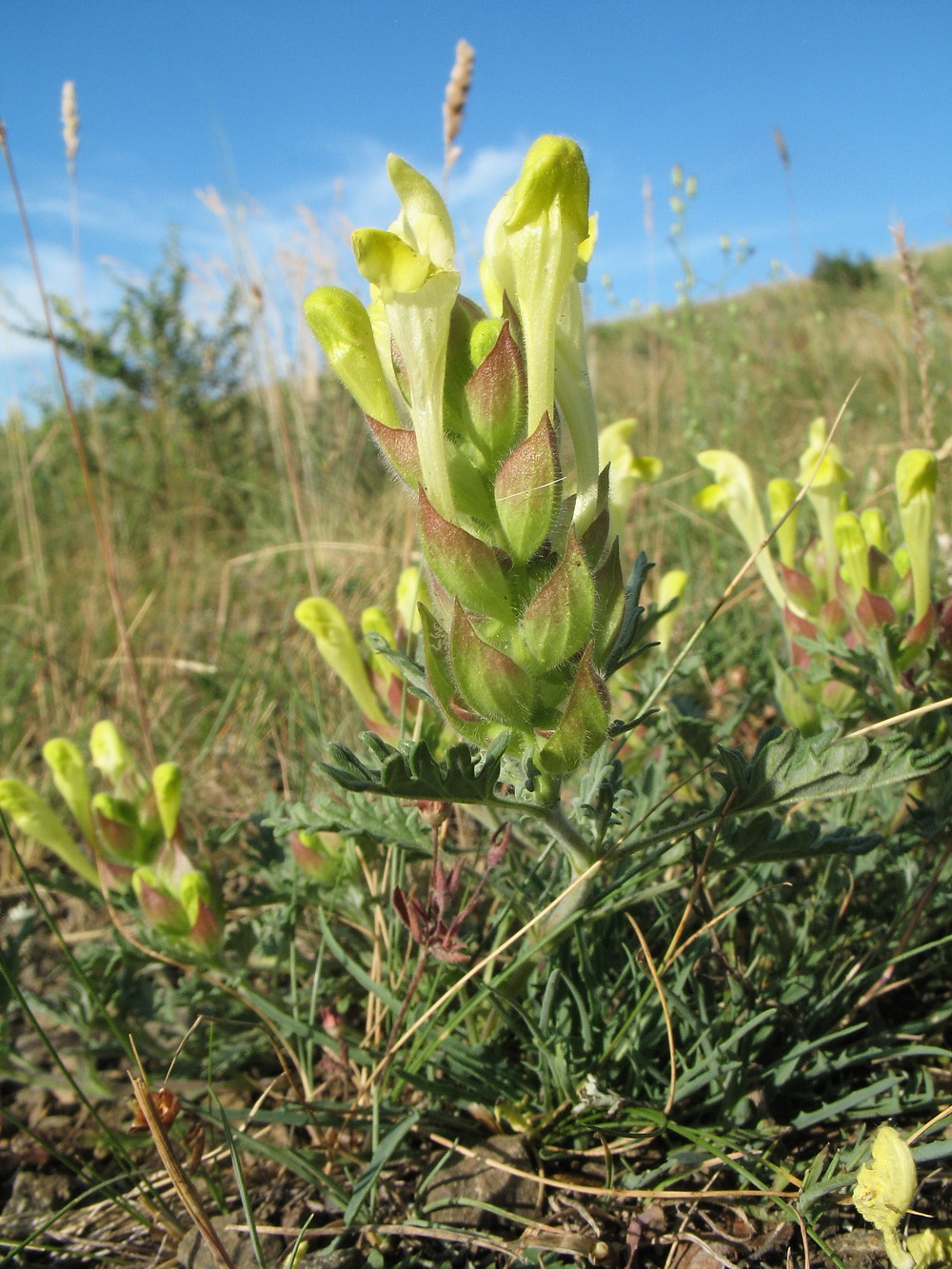 Изображение особи Scutellaria krylovii.