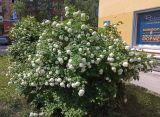 Viburnum opulus form roseum. Цветущее растение. Карелия, г. Петрозаводск, в озеленении. 16.06.2023.