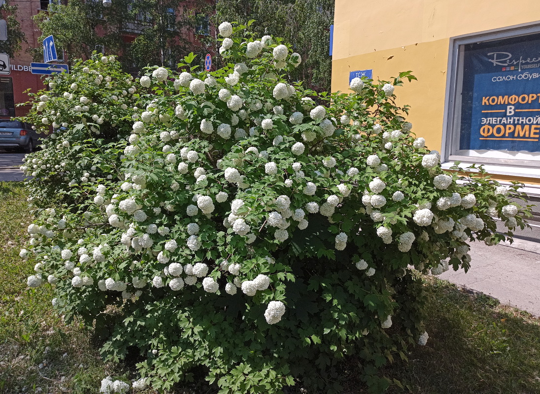 Изображение особи Viburnum opulus f. roseum.