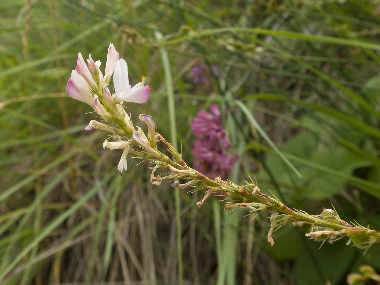 Изображение особи Onobrychis petraea.