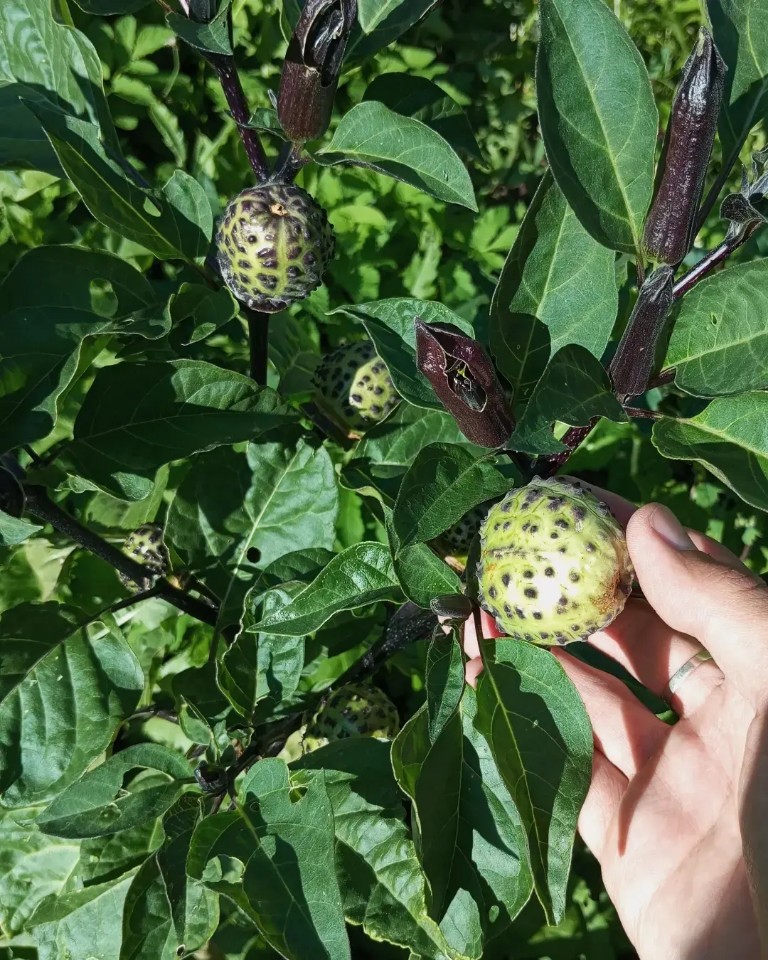 Изображение особи Datura metel.