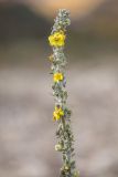 Verbascum gnaphalodes