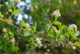 Trachelospermum jasminoides. Часть веточки с отцветающими соцветиями. Турция, г. Анталья, Dokuma Park, в культуре. 01.06.2024.