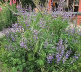 Salvia officinalis. Цветущее растение. Краснодарский край, Черноморское побережье Кавказа, г. Новороссийск, в культуре. 17 мая 2020 г.