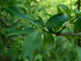 Ligustrum vulgare. Часть веточки. Крым, Южный берег, окр. с. Соколиного, Большой Каньон Крыма, дол. р. Коккозка, смешанный лес; возле мостика через овраг. 31.05.2024.